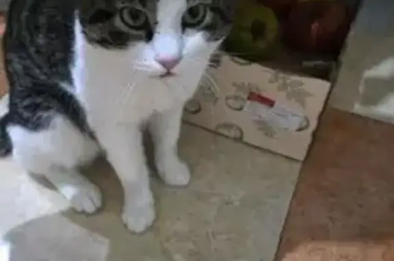 Gato perdido macho, Avenida de los Abedules, 26, Benalmádena, Torremolinos - gris y blanco - photo