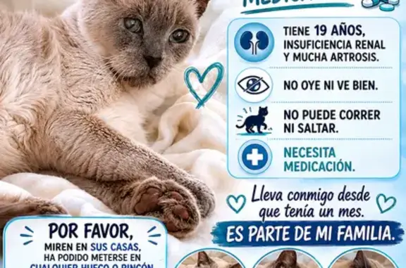 Animales perdidos Chiclana de la Frontera, foto: Perdido gato macho, Calle Santa María las Mogarizas, 49, Chiclana de la Frontera — necesita medicación