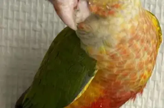 Animaux perdus Paris, photo: Perdue oiseau mâle, Rue Edouard Branly, 8, Palaiseau, Paris — jeune conure qui répond au nom de Willy