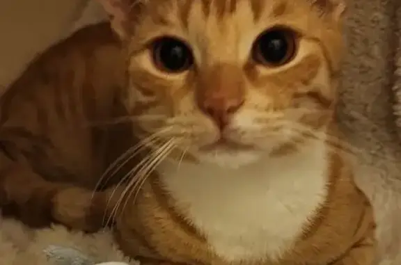 Lost pets Sydney, photo: Lost cat, Randall Street, 12, Inner West Council, Kingsford - ginger, very active