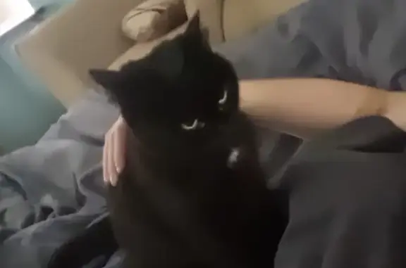 Lost cat, Hampstead Road, 73, Deysbrook - female, slim, black with a small white spot on her chest - photo