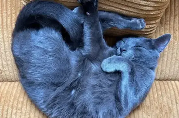Lost cat, Jenifer Street, 1336, Madison - male, grey short-haired, orange eyes - photo