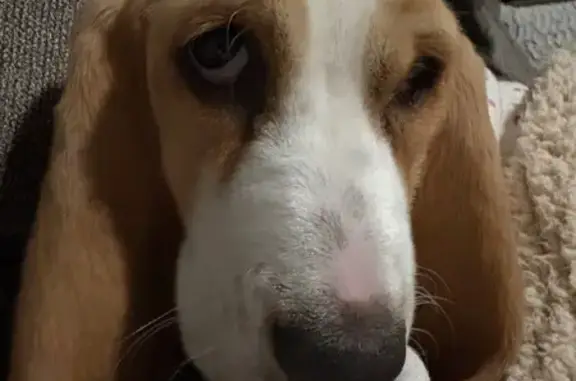 Lost dog, female, South Rural Road, 2115, Tempe - white and tan Basset hound puppy - photo