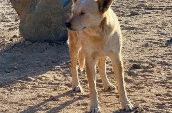 Found dog Littlerock, photo: Found dog, East Avenue T, 9249, Littlerock - female
