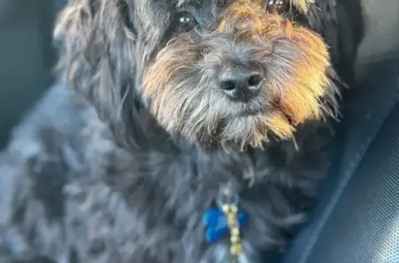 Lost dog, Patton Avenue, 1750, Waterloo - small fluffy black dog with a white chest - photo