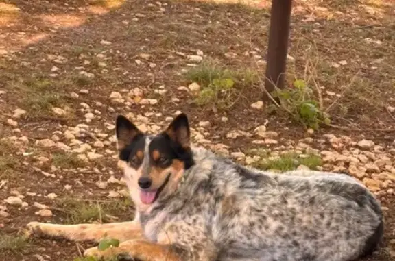 Lost dog, South Mountain, Texas, Dallas - female, black, white and orange coat - photo