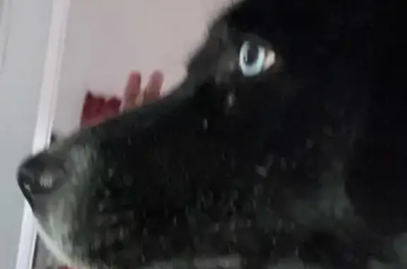 Lost dog, McAllen, Texas, McAllen - black and white, blue eyes - photo