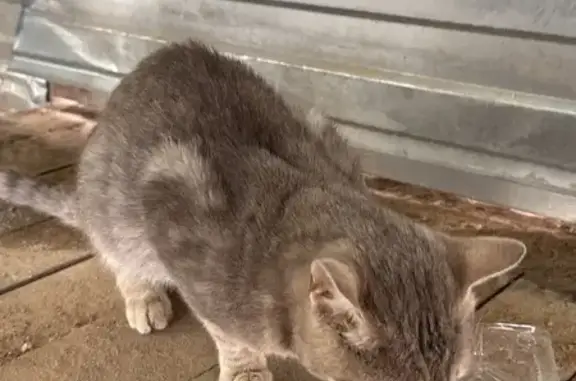 Знайдено кішку Софіївська борщагівка, фото: Знайдена кішка, Зелена вулиця, 6, Софіївська Борщагівка — хлопчик, приблизно рік