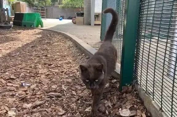 Cat found, Highgate (uf488490)