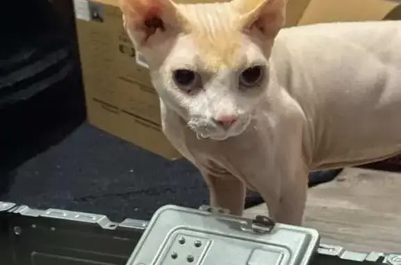 Lost cat, Stoddard Avenue, 4604, Las Vegas - male, hair on tail and body - photo