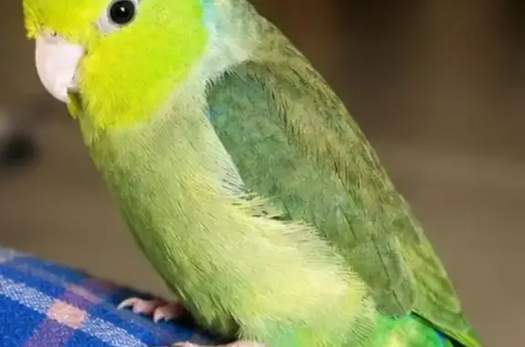 Lost bird, Adamson Street, 24, Vanderbijlpark - male - photo
