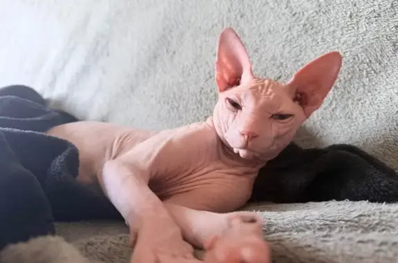 Perdido gato macho, Carrer de la Pujada Roja, 66, Barcelona - sphynx asustado - photo