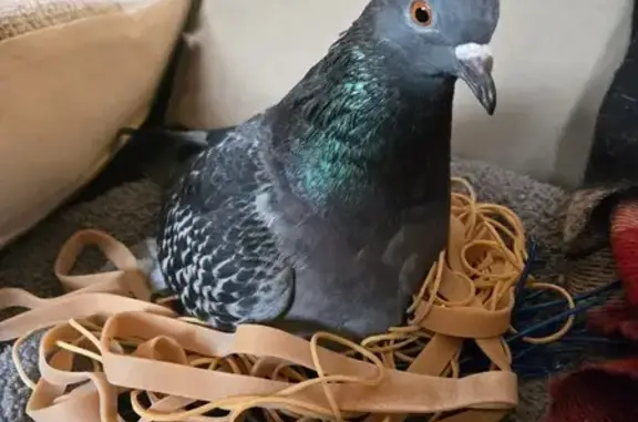 Animaux perdus Paris, photo: Perdu oiseau femelle, Rue du Peulx, 35 Bis, Loix, Paris - pigeonne domestique apprivoisée