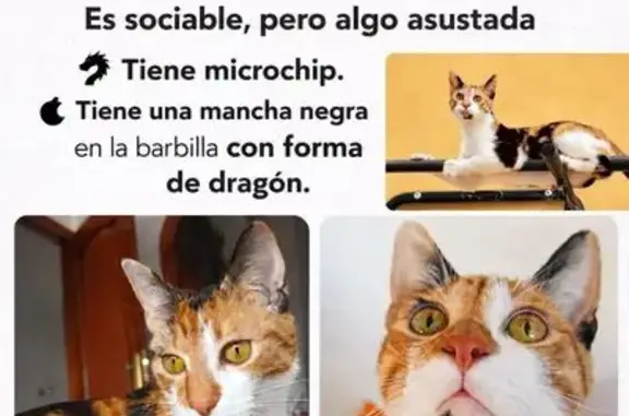 Perdido gato hembra, Calle Cruz Chica, 173, Guamasa, Tacoronte - tricolor y sociable - photo
