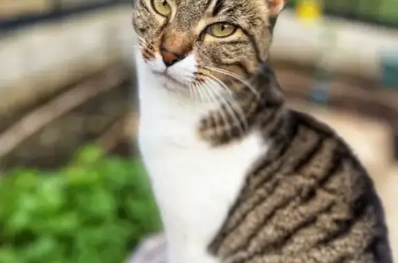 Perdido gato hembra, Calle Vendimia, Villanueva del Ariscal, Mairena del Aljarafe - blanca y gris, con chip - photo