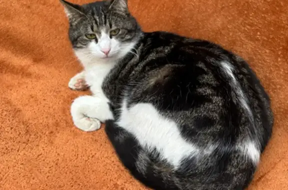 Chat perdu, mâle, Bevennes, Ruoms, Paris - tigre blanc, yeux jaunes - photo