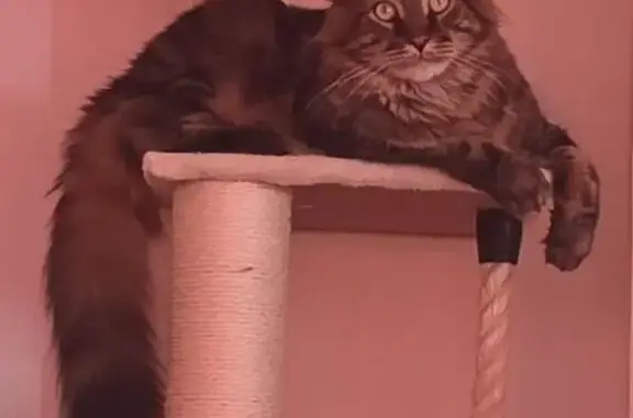 Animaux perdus Paris, photo: Chat perdu, Rue Léon Blum, 179, Béthune, Paris — mâle croisé Maine Coon
