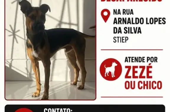 Cachorro perdido Macho (brl002...