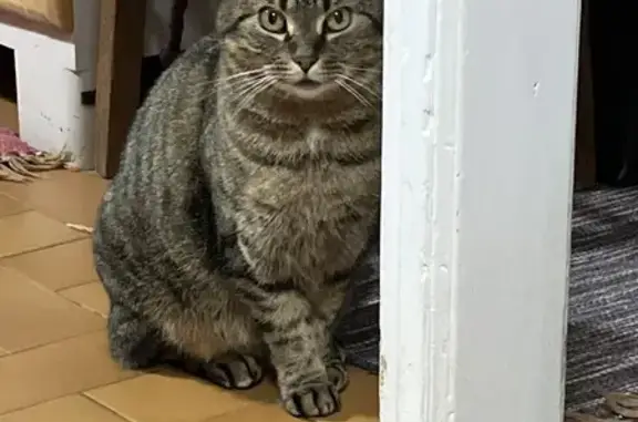 Animaux perdus Amiens, photo: Chat perdu, femelle, Rue Gaston Moutardier, Amiens - tigrée noire et beige, pucée