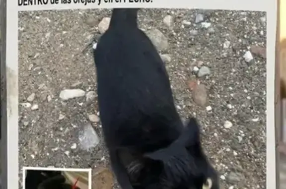 Perdido gato macho en Calle Bucarest, 1, Málaga, Alhaurin de la Torre - negro con mancha blanca en el pecho - photo