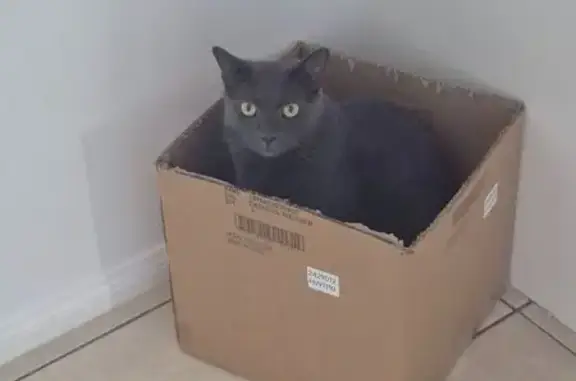 Missing cat Emu Park, photo: Lost cat, Nelson Street, Queensland, Emu Park — male, grey coat, yellow eyes