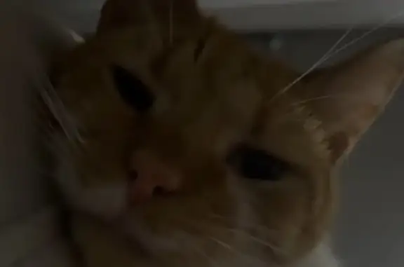 Lost cat, Poplar Street, Obetz - male, orange with white spots - photo