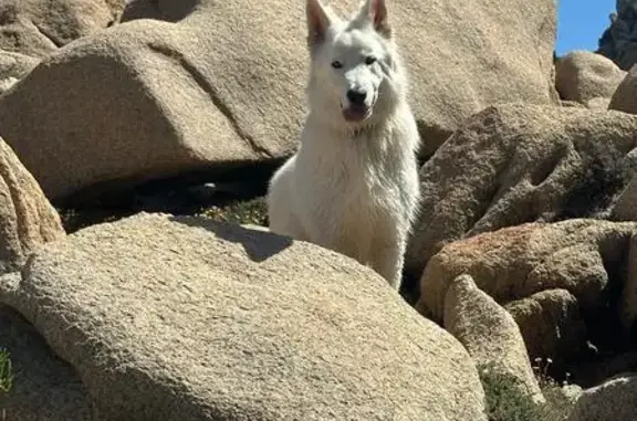 Chien perdu, U Poghju D'Aghjola, 100, Pietrosella - mâle berger blanc suisse - photo