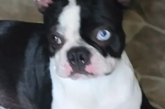 Lost dog, Northwest 1st Avenue, Mulberry - male, one blue eye - photo