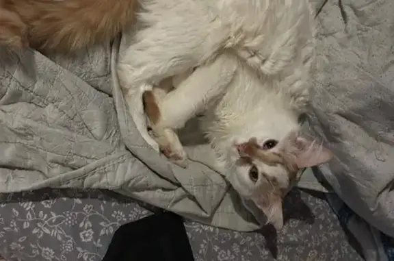 Lost cat, McColm Street, 405, Berthoud, Aurora - male, white with orange spots - photo