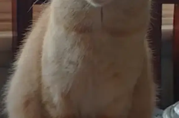 Missing cat Inner West, photo: Lost cat, Blacktown, New South Wales, Inner West - female ginger cat