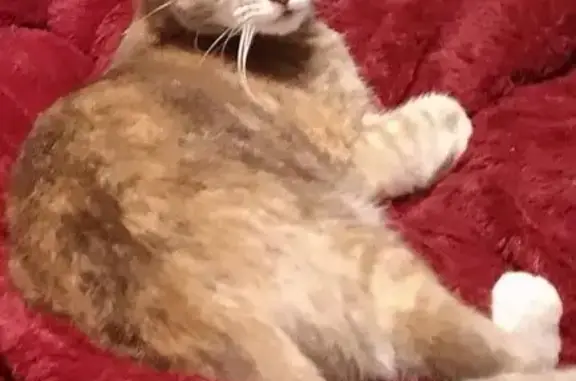 Lost cat, Pass Christian, Mississippi, Mobile — female, small - photo