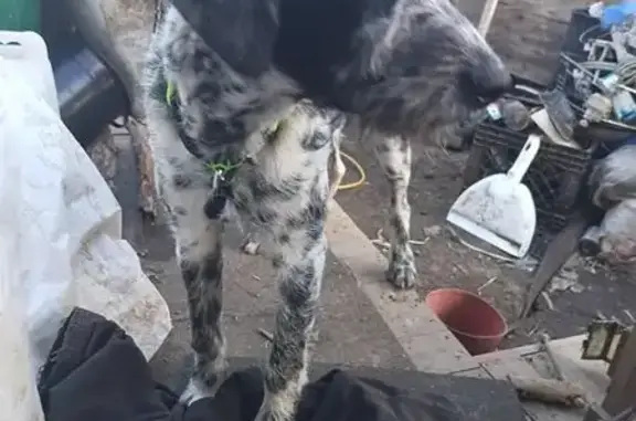 Lost dog, Chattanooga, Tennessee, Dalton - male - white and black spots, yellow reflective collar - photo