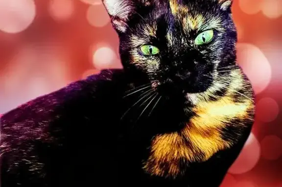 Perdida gata hembra en Avenida de Nicaragua, 15, Benidorm - carey de 1 año - photo