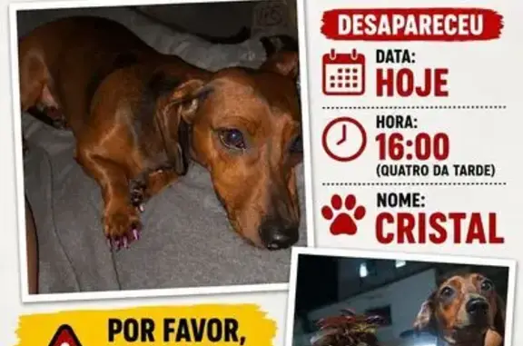 Cachorro perdido Fêmea (brl002876) - photo