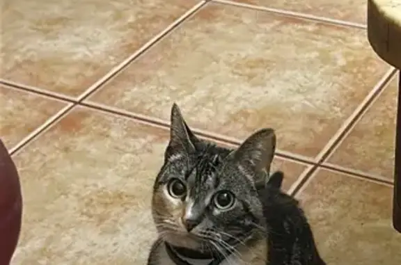 Perdido gato hembra, Carrer Garbinet, 53, Alacant, Madrid — responde al sonido de otros gatos y al ruido de la bolsa de comida - photo