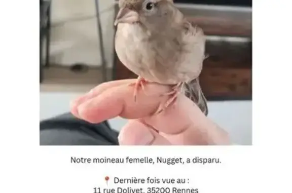 Animaux perdus Rennes, photo: Perdue oiseau femelle, Rennes, Bretagne, Rennes - très apprivoisée, répond à son prénom