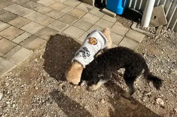 Two dogs one with a coat one without one beige one dark of poodle descent