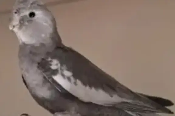 Lost pets Hobsons Bay, photo: Lost bird, Amy Close, 1, Wyndham City, Hobsons Bay — male, 6 months old