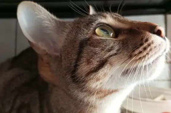 Perdida gata hembra, Calle Sardina, 3, Sevilla - muy tímida, de un año - photo