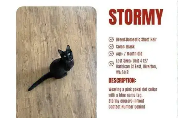 Black domestic short fur Male 7 month old Dark pink collar with blue round tag with Stormy engraved on it. Has a contact no. On the flip side Desexed and microchipped. He has ONE WHITE WHISKER on his right cheek.