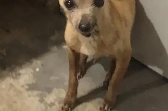 Perro encontrado Rancho La Gloria, foto: Encontrado perro macho en Hacienda Las Delicias, 22163 B.C., México, Rancho La Gloria - chihuahua muy pequeño, café claro