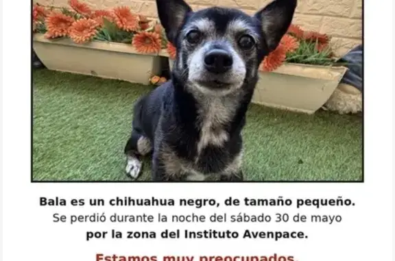 Perrrito chihuahua negro con canas , mayor 13años, 3,5kg.