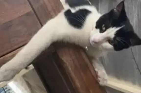 Lost pets Gosnells, photo: Lost cat, male, Shillington Way, Perth, Gosnells - white with black markings, silver collar