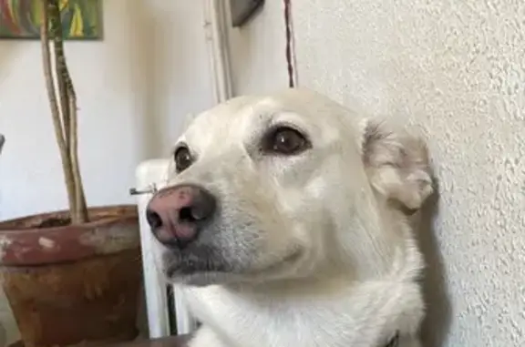 Búsqueda de mascotas, foto: Perdido perro hembra en Paseo de la Ciudad de Plasencia, 32, Madrid, con collar azul y correa verde