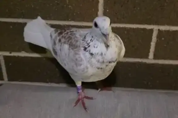 Found pets Sydney, photo: Found bird, Mays Hill, Sydney - white pigeon with a leg tag