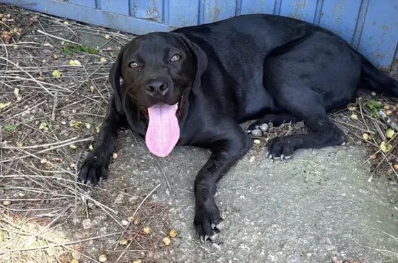 Perro encontrado La Rinconada, foto: Encontrada perra hembra, Calle Poto, 52, San José de la Rinconada, La Rinconada - sin microchip