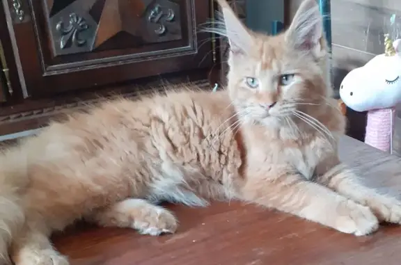 Chat perdu, Esquerdes, photo: Chat perdu, Rue de Villers Plouich, Gouzeaucourt, Esquerdes - femelle Maine Coon identifiée