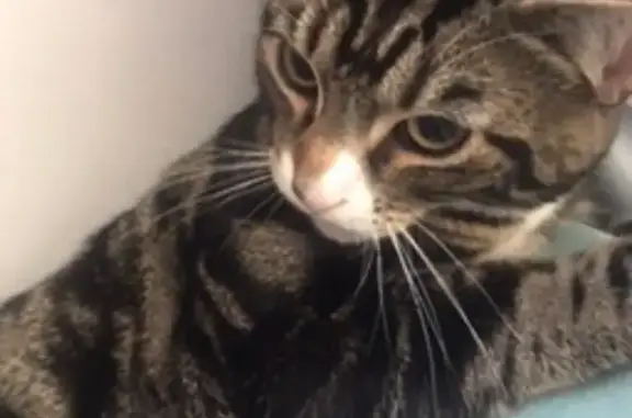 My cat jumped from the window at 06:00 on 30 may 2026 I went downstairs to get him he was gone the neighbour said he had ran into his house and sat on the sofa and after they thought he was an stray cat so the chase him off they said he ran to left side wich leads to other blocks or he ran to the little elms and ladywell fields we looked for him yesterday no we’re to be seen he is an shy cat please help find him he is shy he is not reunited