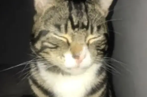 He is an tabby cat boy and green hazel eyes he last seen SE6 4BN adenmore road flat20 figrove court are bell don’t work so ring 17 she will bring him back