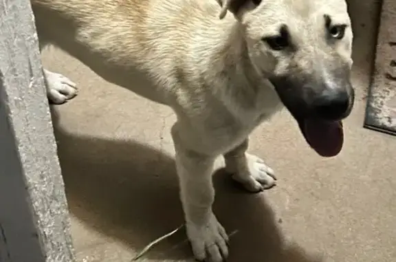 Found dog Midland, photo: Found dog, Pleasant Drive, 4352, Midland - blue and brown eyes